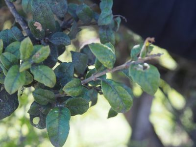 Citharexylum ilicifolium, photographed by Lena Struwe