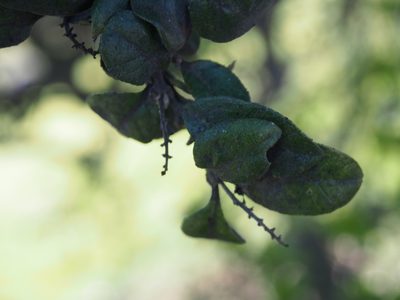 Citharexylum ilicifolium, photographed by Lena Struwe