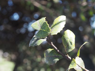 Citharexylum ilicifolium, photographed by Lena Struwe