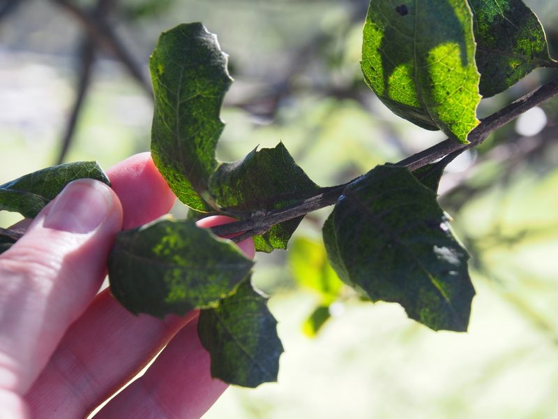 Citharexylum ilicifolium, photographed by Lena Struwe
