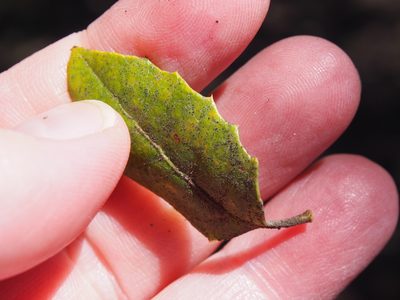 Citharexylum ilicifolium, photographed by Lena Struwe