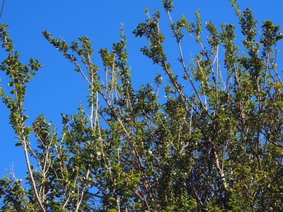 Citharexylum ilicifolium, photographed by Lena Struwe