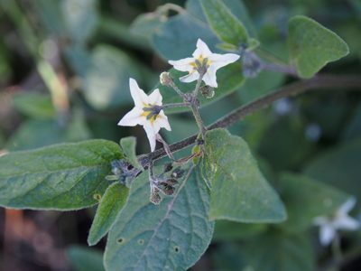 Solanum nigrescens, photographed by Lena Struwe