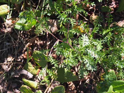 Lepidium bipinnatifidum, photographed by Lena Struwe