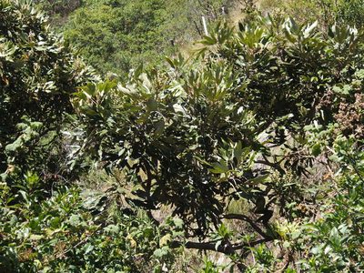 Oreopanax ecuadoriensis, photographed by Lena Struwe