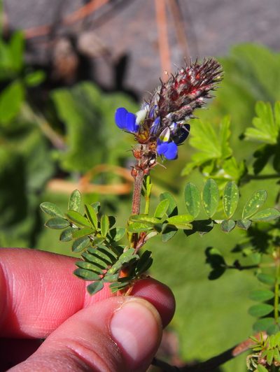 Dalea coerulea, photographed by Lena Struwe