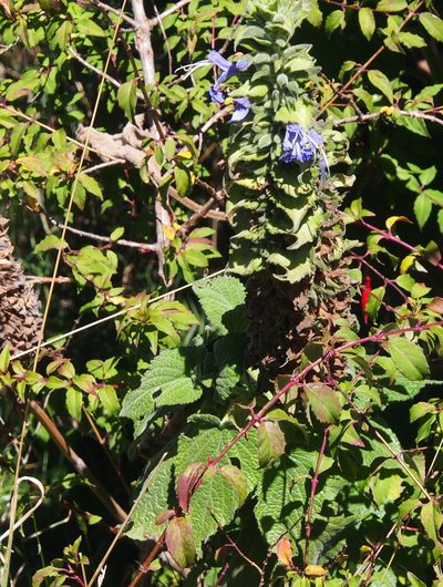 Salvia macrostachya, photographed by Lena Struwe