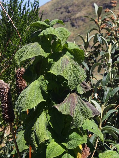 Salvia macrostachya, photographed by Lena Struwe