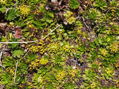 Azorella pedunculata, photographed by Lena Struwe