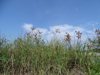 Cyperus javanicus, photographed by 葉子