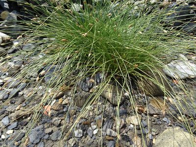 Fimbristylis polytrichoides, photographed by 葉子