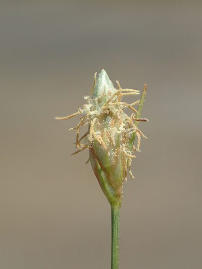 Fimbristylis polytrichoides, photographed by 葉子