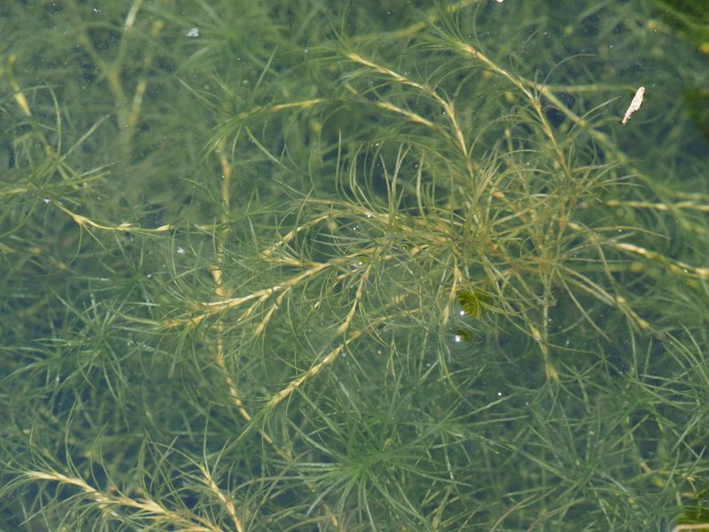 Najas browniana, photographed by 葉子