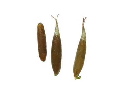 Najas browniana, photographed by 葉子