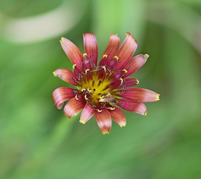 Tragopogon balcanicus, photographed by Kostas Zontanos