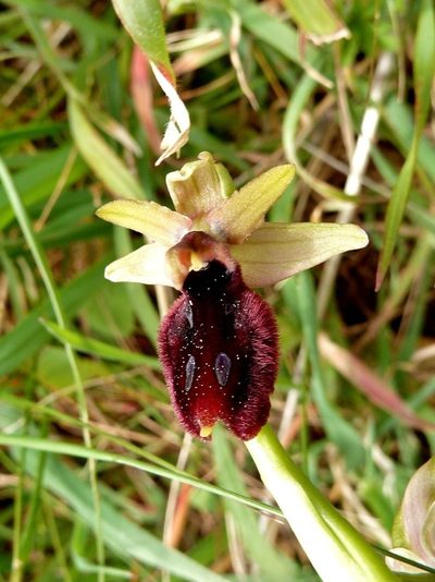 Ophrys flavicans, photographed by Thibaud Aronson