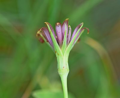 Tragopogon balcanicus, photographed by Kostas Zontanos