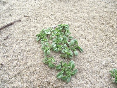 Ononis variegata, photographed by Davide Puddu