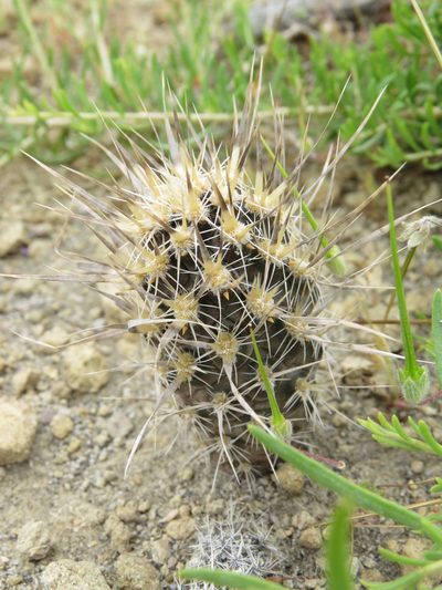 Pterocactus fischeri, photographed by Nicolas Olejnik