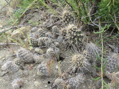 Pterocactus fischeri, photographed by Nicolas Olejnik