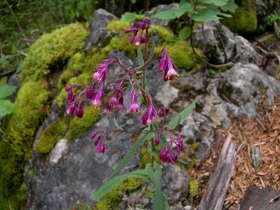 Senecio callosus, photographed by Neptalí Ramírez Marcial