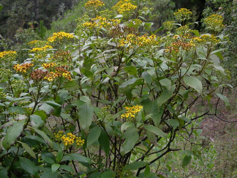 Verbesina apleura, photographed by Neptalí Ramírez Marcial