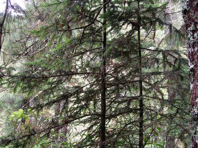 Abies guatemalensis, photographed by Neptalí Ramírez Marcial