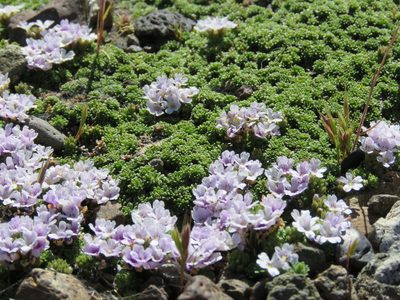 Junellia micrantha, photographed by Nicolas Olejnik
