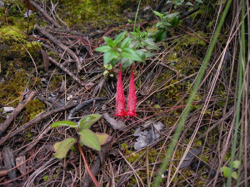 Clinopodium selerianum, photographed by Neptalí Ramírez Marcial