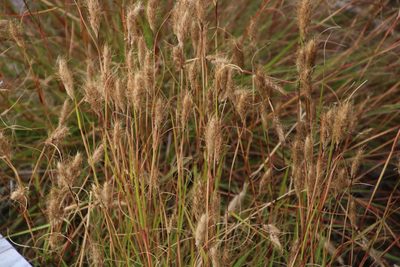 Pentameris curvifolia, photographed by Tony Rebelo