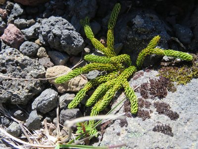 Austrolycopodium confertum, photographed by Nicolas Olejnik