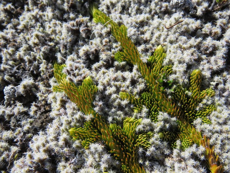 Austrolycopodium confertum, photographed by Nicolas Olejnik