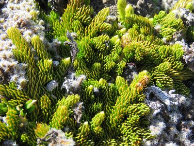 Austrolycopodium confertum, photographed by Nicolas Olejnik