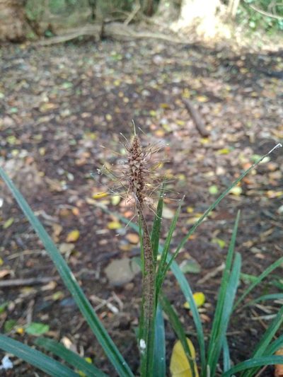 Carex erinacea, photographed by Cristian Riquelme