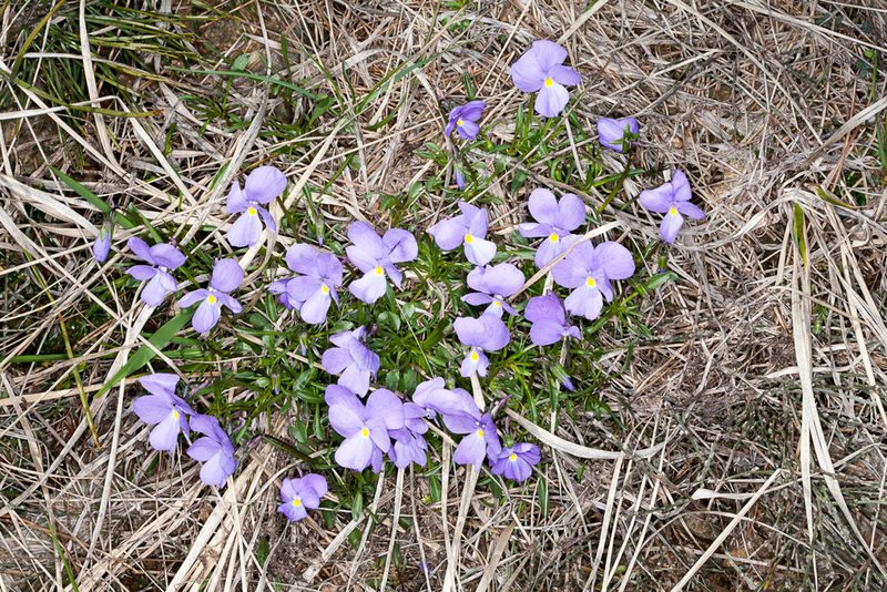 Viola corsica, photographed by Drepanostoma