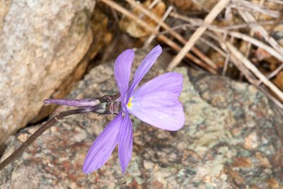 Viola corsica, photographed by Drepanostoma