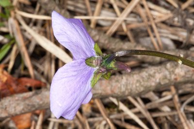 Viola corsica, photographed by Drepanostoma