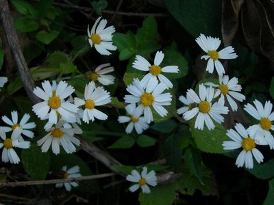Montanoa atriplicifolia, photographed by Neptalí Ramírez Marcial