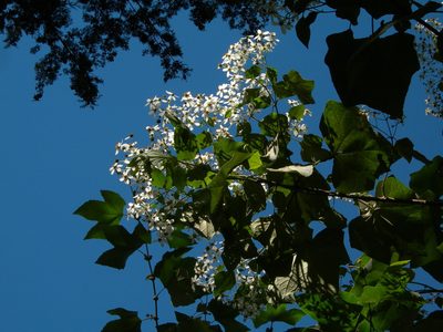 Montanoa leucantha, photographed by Neptalí Ramírez Marcial