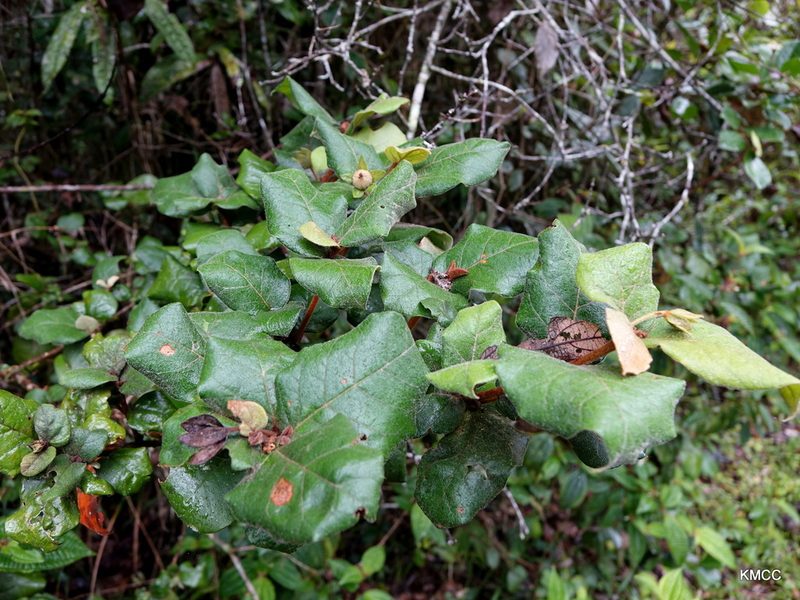 Croton lasiopyrus, photographed by Romer N. Rabarijaona