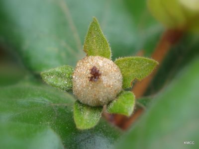 Croton lasiopyrus, photographed by Romer N. Rabarijaona