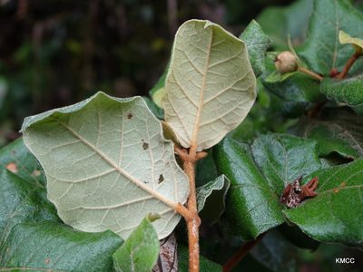 Croton lasiopyrus, photographed by Romer N. Rabarijaona