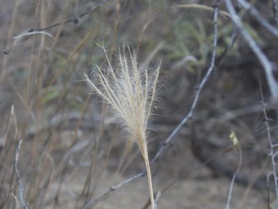 Leptochloa crinita, photographed by Eliseo D Moreno