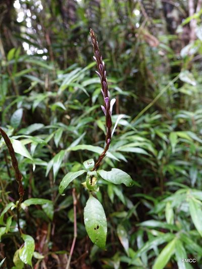 Brachystephanus lyallii, photographed by Romer N. Rabarijaona