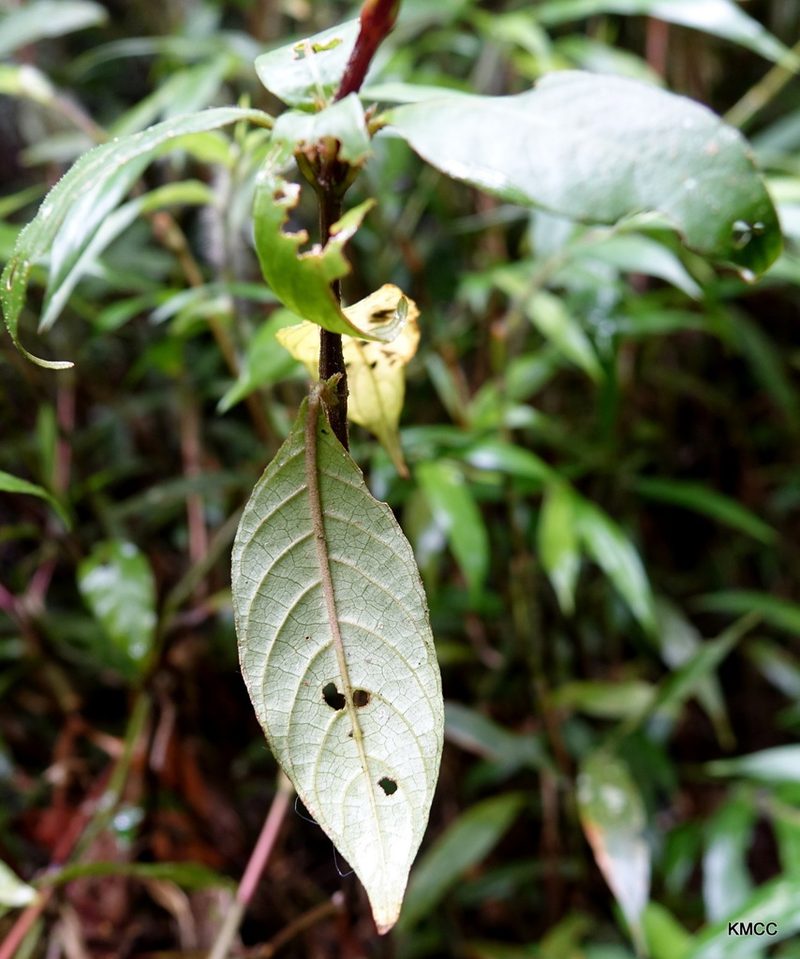 Brachystephanus lyallii, photographed by Romer N. Rabarijaona
