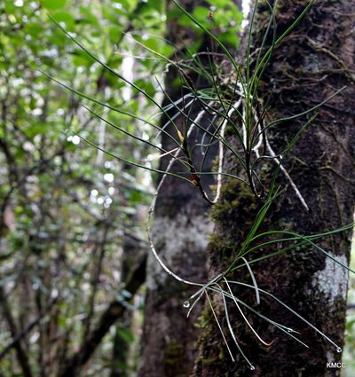 Angraecum linearifolium, photographed by Romer N. Rabarijaona