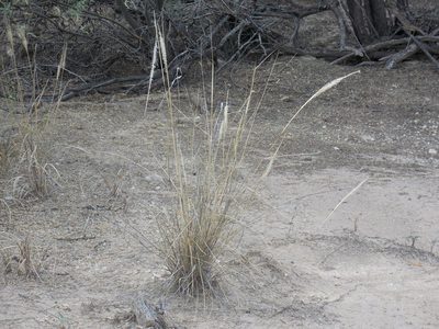 Pappophorum philippianum, photographed by Eliseo D Moreno