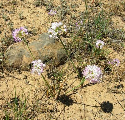 Allium nevii, photographed by John Brew