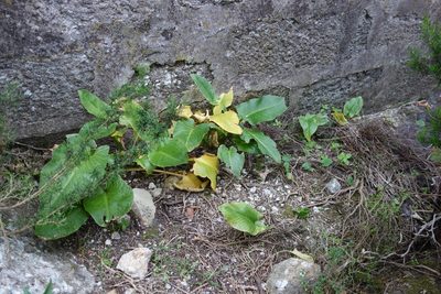 Arum pictum, photographed by Mattia Menchetti