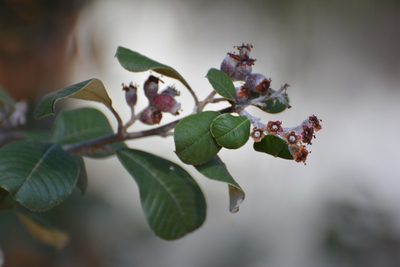 Malacomeles nervosa, photographed by Neptalí Ramírez Marcial